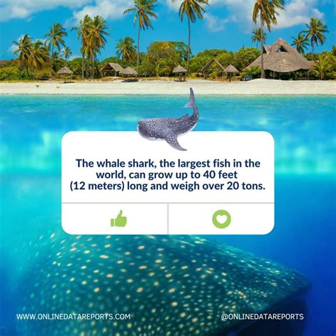 Dive Into The Fascinating World Of The Whale Shark The Gentle Giant Of