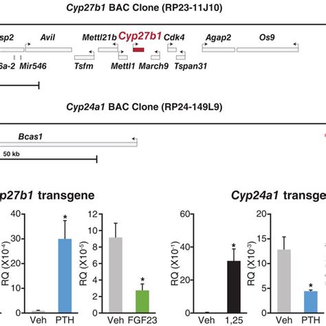 Extended bacterial artificial chromosome (BAC) clone transgenes that ... 