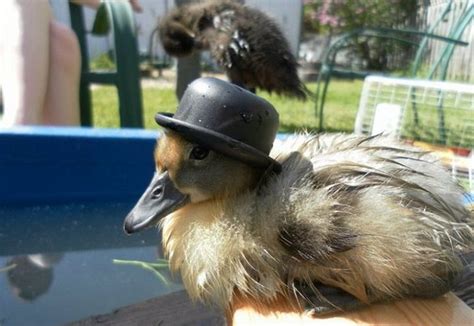 Adorable Animals in cute Fashionable Hats