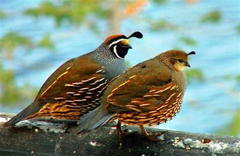 California Quail Description Habitat Image Diet And Interesting Facts