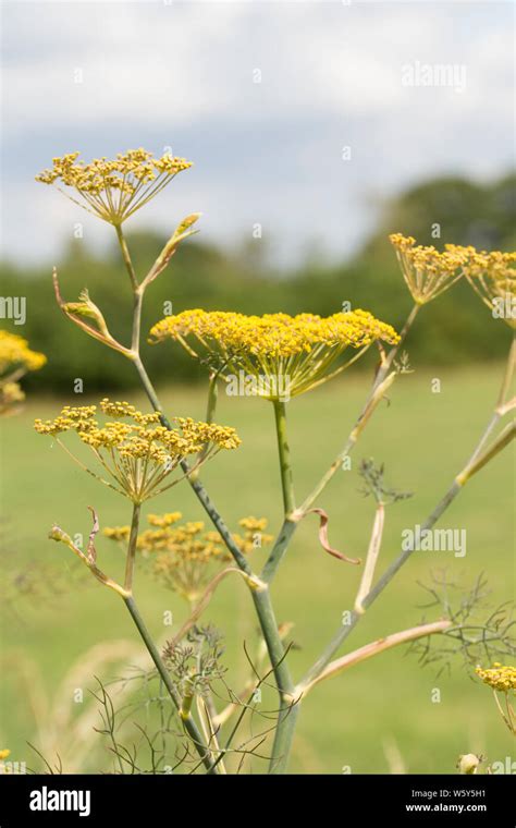 Bronze Fennel Established Hi Res Stock Photography And Images Alamy