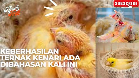 Kegagalan Breeding Kenari Yang Kita Lakukan Kupas Tuntas Ternak