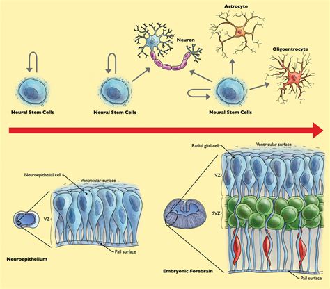 Pathway Of Pluripotent Stem Cells To Neural Cell Populations