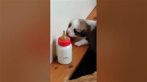 🍼🍼🍼 где моя большая соска💥 #вельшкоргипемброк - YouTube