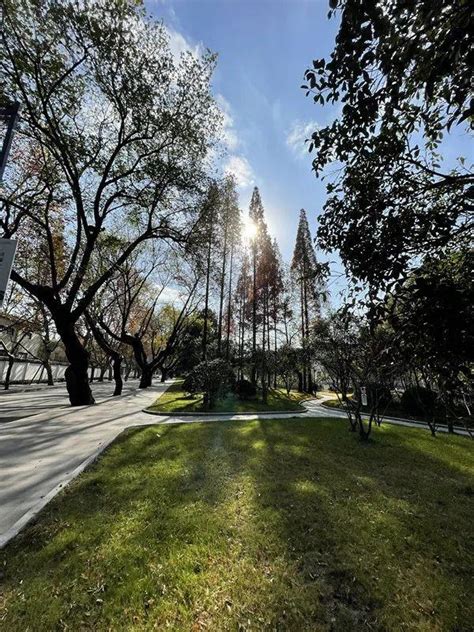 街景園景皆風景，松江這些醉美綠化等你尋 每日頭條