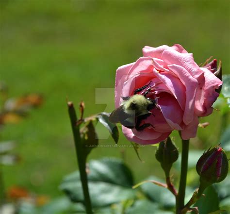 Bee on Pink Rose by JJenkins0517 on DeviantArt