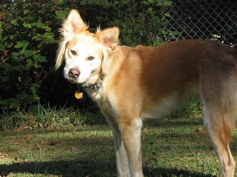 Golden Retriever Husky Mix Personality Temperament Care And Adoption