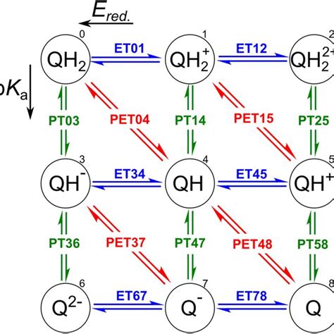 Square Representation For Two Proton Two Electron Transfer Redox Download Scientific Diagram