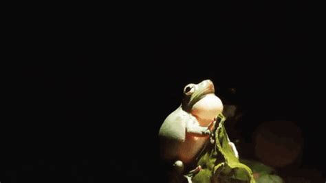 Frog Sound GIFs - Get the best GIF on GIPHY