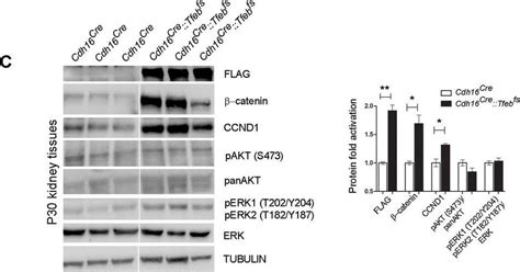 Human Mouse Rat Phospho Erk T Y Erk T Y Antibody