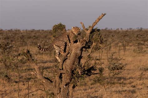 3 Reasons Why Cheetahs Climb Trees And How They Do It Tree Journey