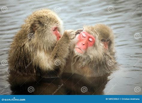 Snow Monkeys Macaque Bathing In Hot Spring Nagano Prefecture Japan Stock Image Image Of