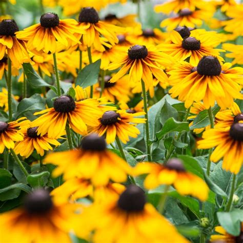 Rudbekia Niska Cena Na Allegro Pl