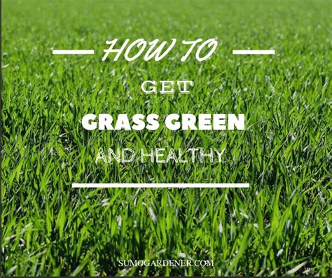 How To Get Grass Green And Maintain A Healthy Lawn