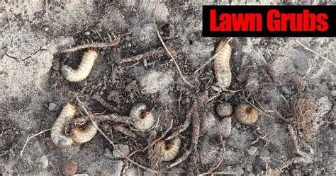 Lawn Grub Worm Control 10 Ways To Get Rid Of Grub Worms