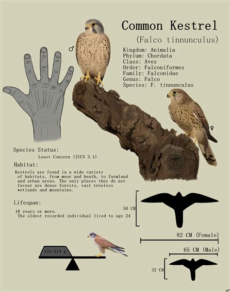 Common Kestrel fact sheet by sphenaphinae on DeviantArt