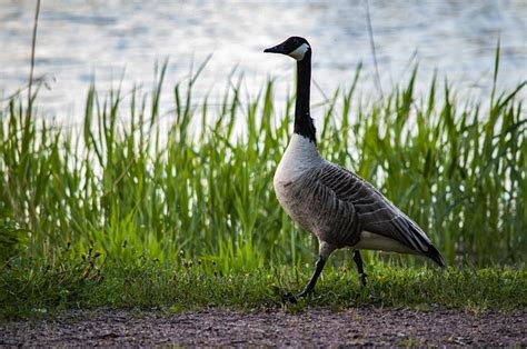 Angsa Kanada Burung Foto Gratis Di Pixabay Pixabay