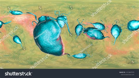 Trichomonas Vaginalis Protozoan 360degree Spherical Panorama 스톡 일러스트 1413847979