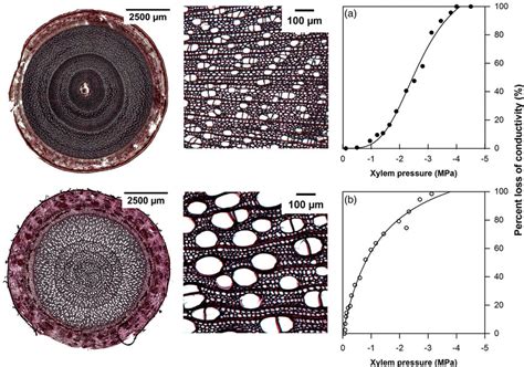 Exemplary Cross Sectional Images Of Branch Upper Left Or Coarse Root