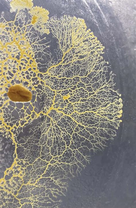 Physarum Polycephalum On A Upside Down Glass Bowl Sprayed With Agar R