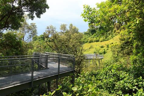 Forest Walk Of Telok Blangah Hill Park Rainforest Editorial Photo