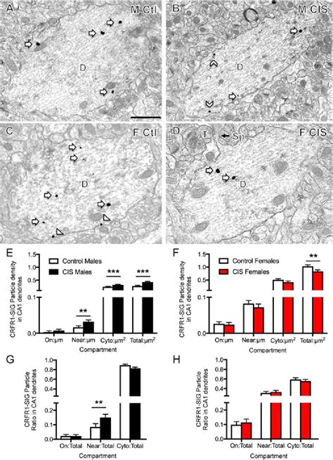 Figure 3 From Sex Differences In The Subcellular Distribution Of