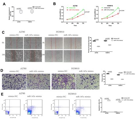 Circrna Circ Promotes The Progression Of Epithelial Ovarian