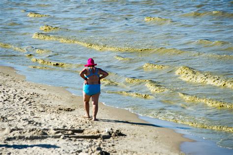 Sinice w Bałtyku rozpoznanie objawy postępowanie po kontakcie z