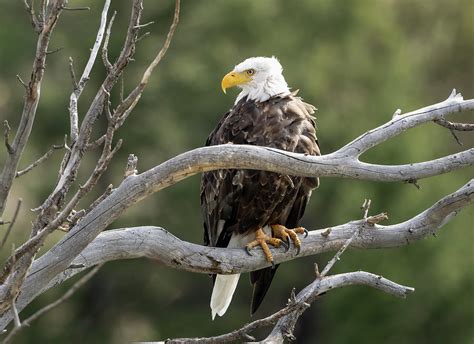 Bald Eagle Perched Photograph By Julie Barrick Fine Art America