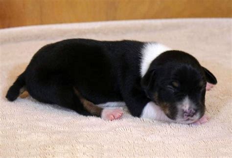 Decker Terrier Puppies for Sale