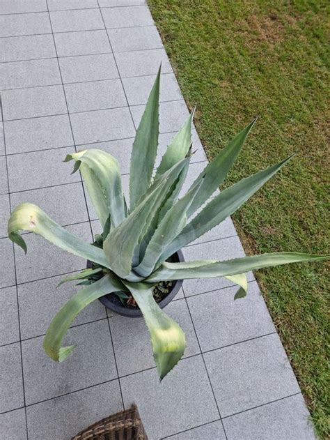 Agave Pflanze Kaufen Auf Ricardo