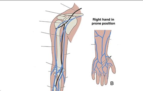 Vein Diagram Diagram Quizlet