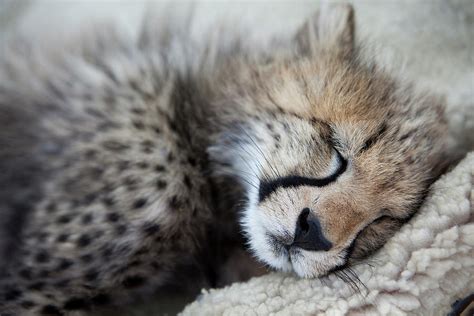 Cheetah Cubs Sleeping