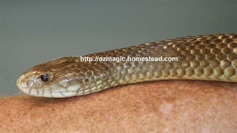 Australian Brown Snakes - Deadly Venomous Reptiles