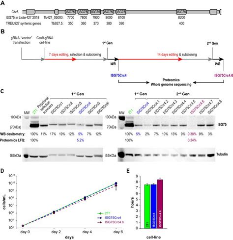 The Role Of Invariant Surface Glycoprotein In Xenobiotic Acquisition