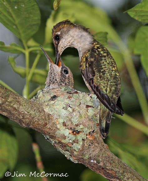 Ohio Birds And Biodiversity Nature Female Hummingbird An Impressive Homemaker