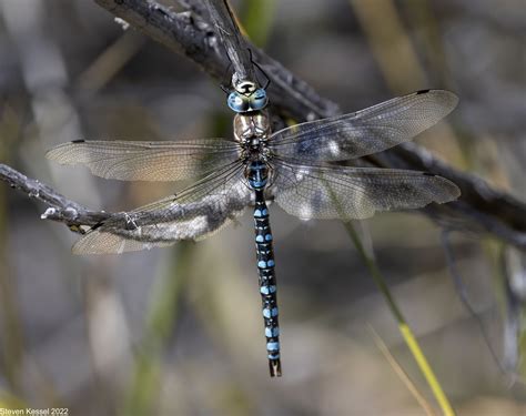 Paddle-tailed Darner – Sonoran Images