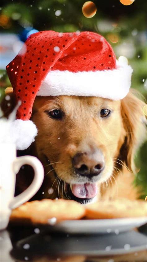 Christmas Dog Wallpaper - iXpap