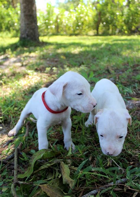 Blue -male UKC Dogo argentino pupper for sale near Loxahatchee, Florida | VIP Puppies