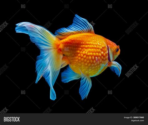 Most Beautiful Goldfish
