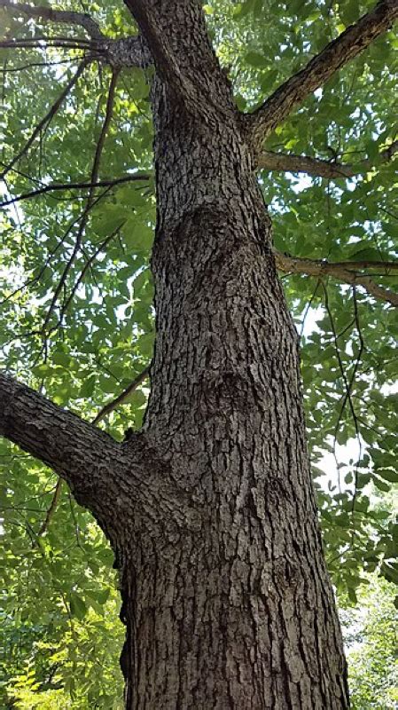 Trees | Adventure Science Center