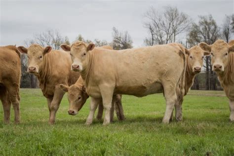 20 Red Anguscharolais Bred Heifers Oklahoma