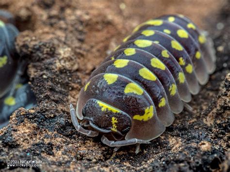 Armadillidium Isopod Site