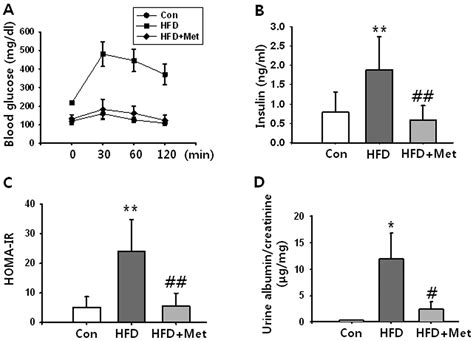 Metformin Decreases High Fat Diet Induced Renal Injury By Regulating