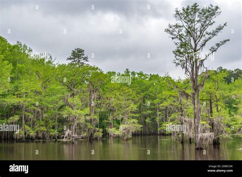 Caddo Lake State Park Stock Photo - Alamy