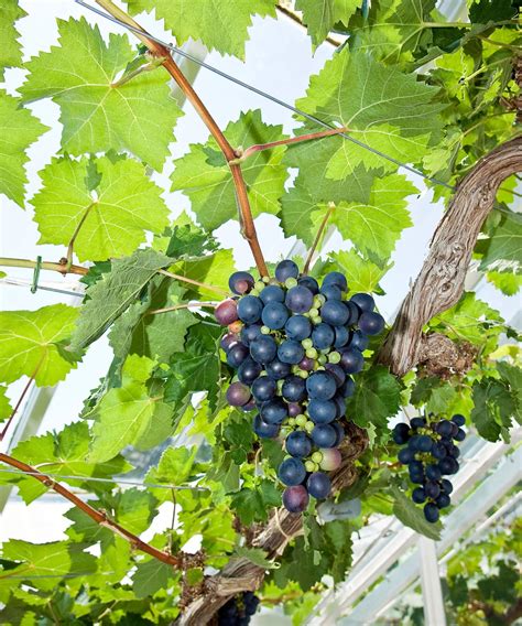 How to grow grapes: tips for healthy and productive vines | Homes and
