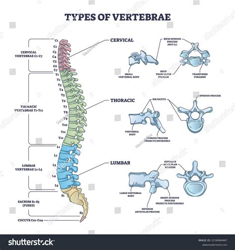 Anatomy Of The Thoracic Vertebrae Labeled Diagram Vector Illustration