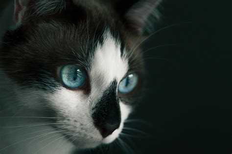 Treating Conjunctivitis in Cats - PetHelpful