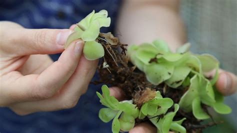 Blue Sky Science How Do Seedless Plants Start