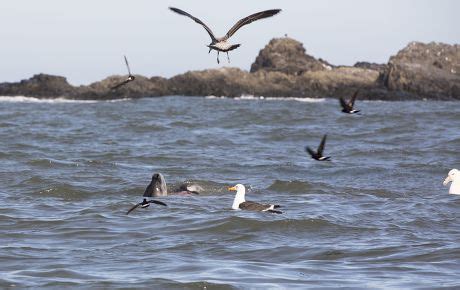 57 Antarctic giant petrel Stock Pictures, Editorial Images and Stock ...